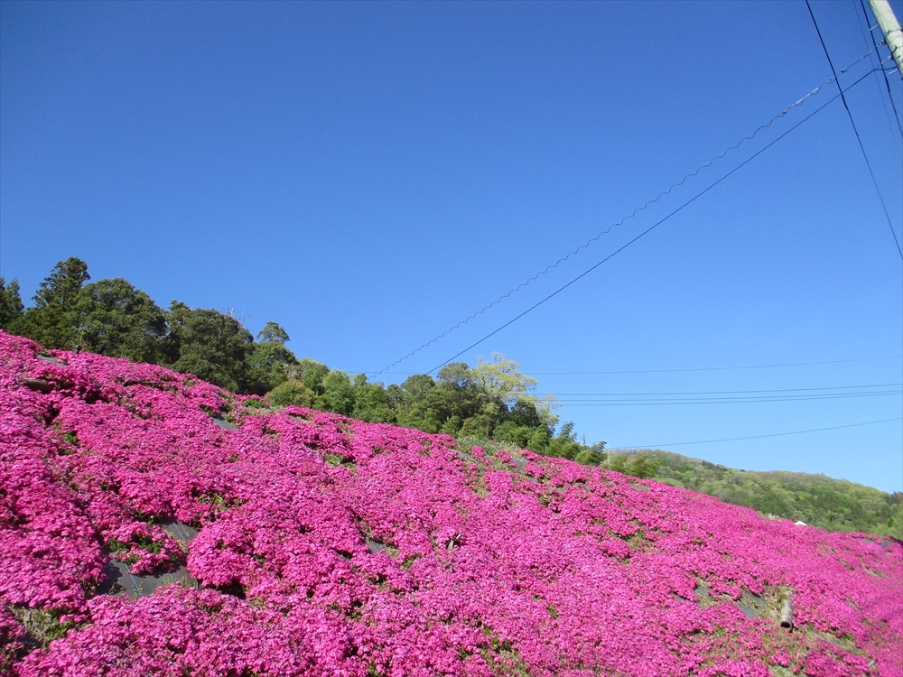 IMG_9145_R.JPG